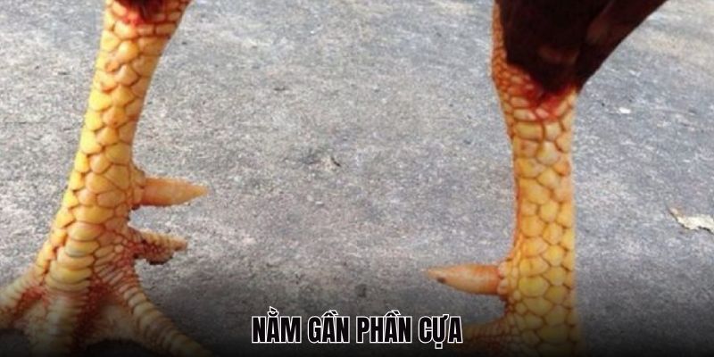 Vảy Gà Quý