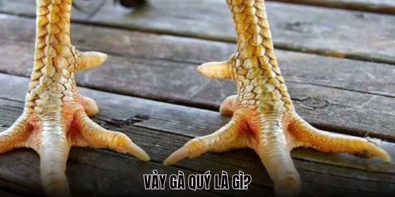 Vảy Gà Quý 